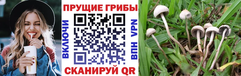 Галлюциногенные грибы Magic Shrooms хочу наркоту Катав-Ивановск